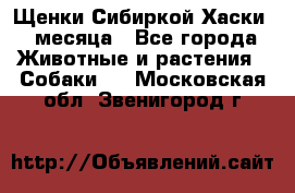 Щенки Сибиркой Хаски 2 месяца - Все города Животные и растения » Собаки   . Московская обл.,Звенигород г.